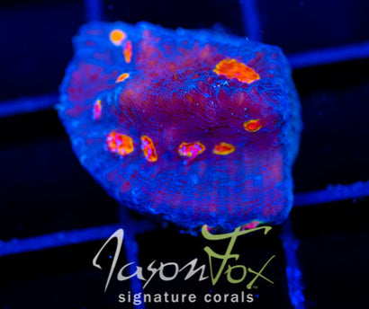 TYREE PUMPKIN PATCH CHALICE