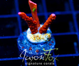 JF FIRESTARTER MONTI HIRSUTA