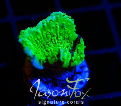 JF COLD FUSION MONTI