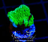 JF COLD FUSION MONTI