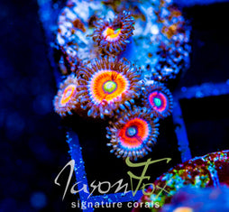 EVERLASTING GOBSTOPPERS PALYS