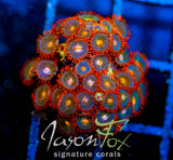 GATORAIDES ZOAS