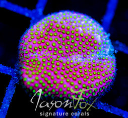 WWC ELECTRIC DAISY STYLO