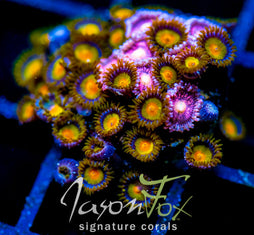 JF SUNFLOWER ZOAS COMBO