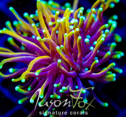 CC 21 TAILS TORCH XL FRAG