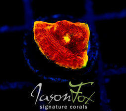 JF FIREFIGHTER RAINBOW CHALICE