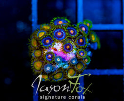 JF SUNFLOWER ZOAS COMBO