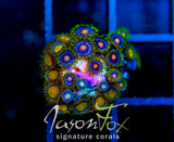 JF SUNFLOWER ZOAS COMBO