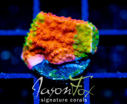 WWC GRAFTED MONTI CAP