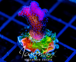 JF RAINBOW STYLO COMBO