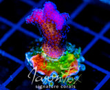 JF RAINBOW STYLO COMBO