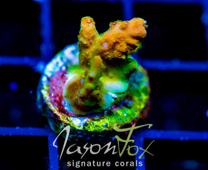 JF ZIPPER RIPPER ACRO