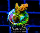 JF ZIPPER RIPPER ACRO