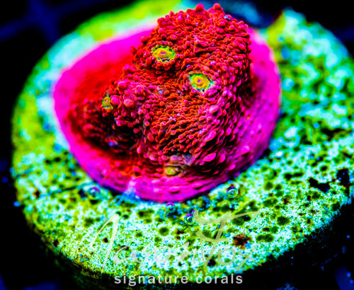 JF PINK BOOBIES CHALICE