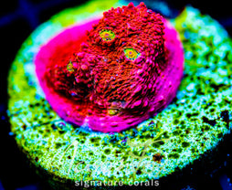 JF PINK BOOBIES CHALICE