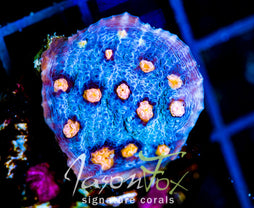 JF HELLS EYE CHALICE