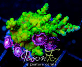 JF SUPER GREEN STAG COMBO