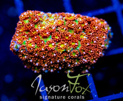 JF KALEIDOSCOPE GONI