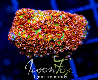 JF KALEIDOSCOPE GONI