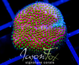 WWC ELECTRIC DAISY STYLO