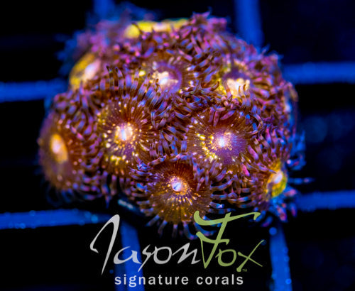 JF MOHICAN SUNS PALYS