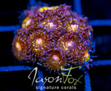 JF MOHICAN SUNS PALYS