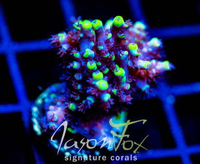 JF YELLOW SABER ACRO