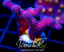 JF RAINBOW STYLO XL FRAG