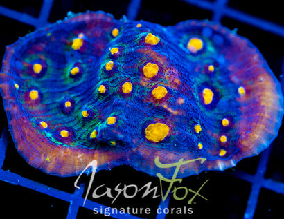 JF HALLOWEEN CHALICE XL FRAG