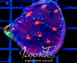 JF RED EYE CHALICE NEED NAME