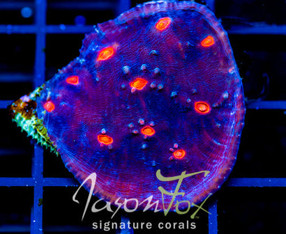 JF RED EYE CHALICE NEED NAME