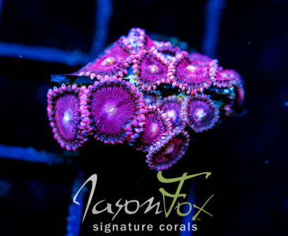 JF BURNING BLOSSOMS ZOAS