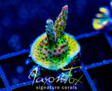 JF STRAWBERRY WINE ACRO COMBO