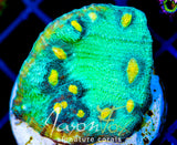 JF SUNNY SIDE CHALICE