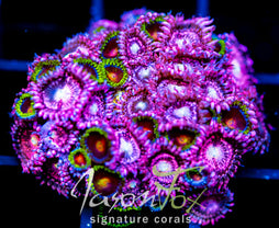 JF BURNING BLOSSOMS COMBO XL FRAG