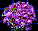 JF BURNING BLOSSOMS COMBO XL FRAG