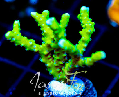 BR GREEN GOBLIN ANACROPORA