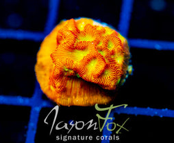 JF JACK O LANTERN LEPTO