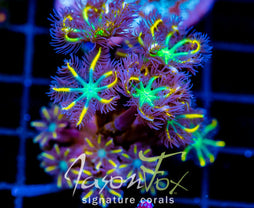 JF YELLOW INFUSED RAINBOW CLOVES COMBO