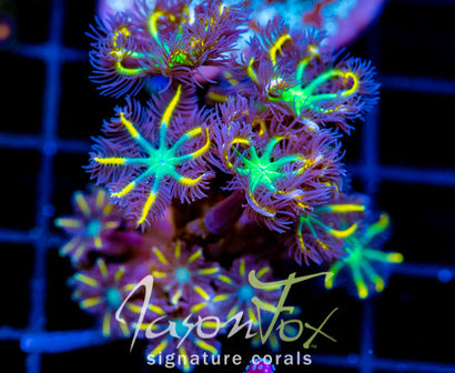 JF YELLOW INFUSED RAINBOW CLOVES COMBO