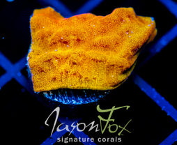 JF BLINDING ORANGE LEPTO