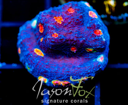 TYREE PUMPKIN PATCH CHALICE XL FRAG