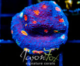 TYREE PUMPKIN PATCH CHALICE XL FRAG