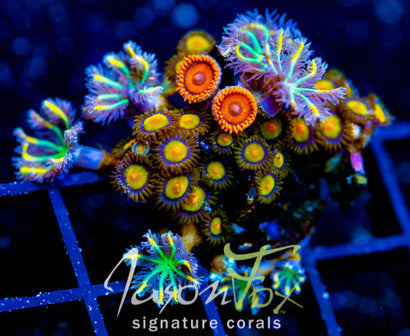 JF SUNFLOWER ZOAS COMBO XL FRAG