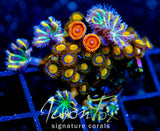 JF SUNFLOWER ZOAS COMBO XL FRAG