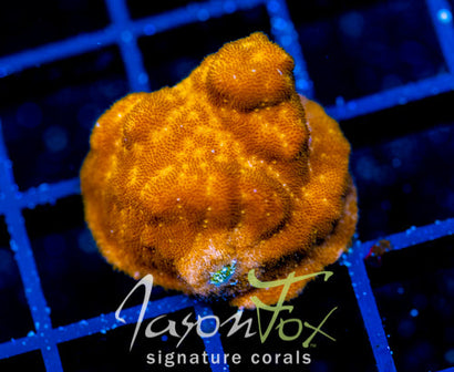 JF ORANGE BRANCHING PSAMMACORA