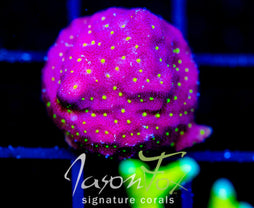 JF TIME WARP PSAMMOCORA