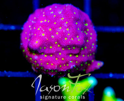 JF TIME WARP PSAMMOCORA