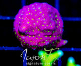 JF TIME WARP PSAMMOCORA