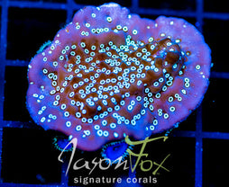 TYREE MONTI UNDATA COMBO